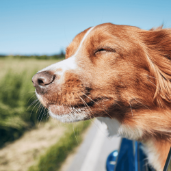 hond in de auto