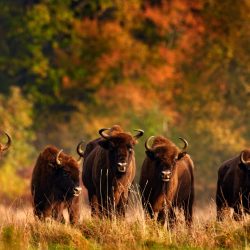 Bison Białowieżą park